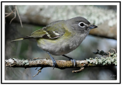 Blue-headed Vireo