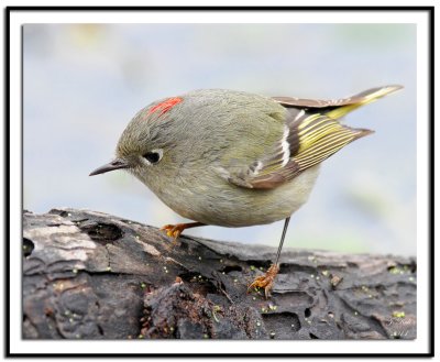 Ruby Crowned Kinglet