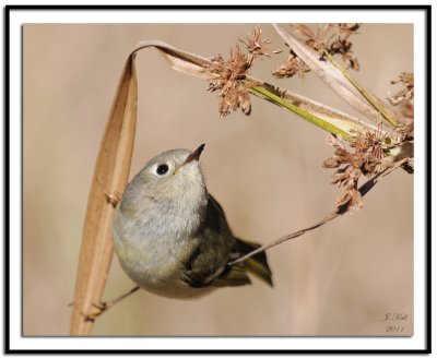 Ruby Crowned Kinglet