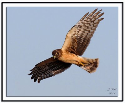 Northern Harrier