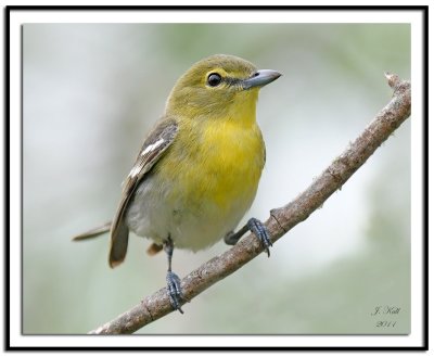 Yellow-Throated Vireo