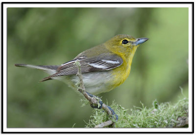 Yellow-Throated Vireo