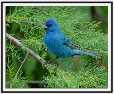 Indigo Bunting