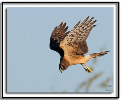 Northern Harrier