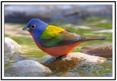 Painted Bunting