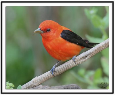 Scarlet Tanager