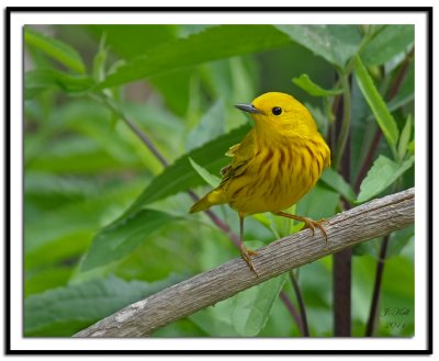 Yellow Warbler