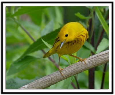 Yellow Warbler