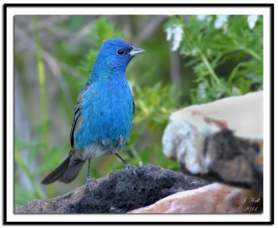 Indigo Bunting