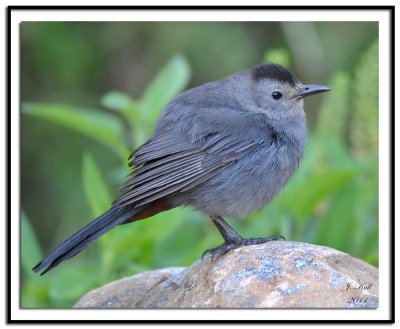 Gray Catbird