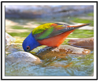 Painted Bunting