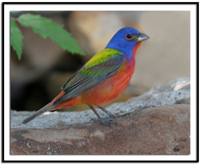 Painted Bunting