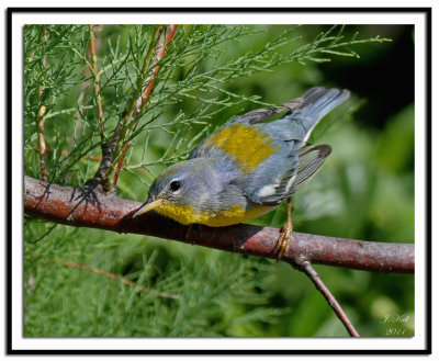 Northern Parula