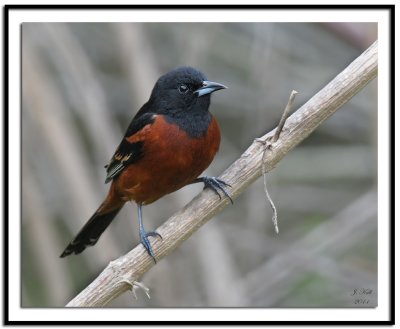 Orchard Oriole