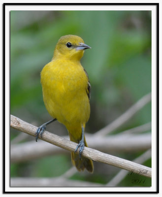 Orchard Oriole