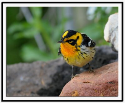 Blackburnian Warbler