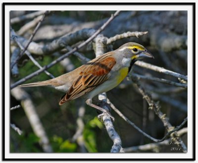 Dickcissel