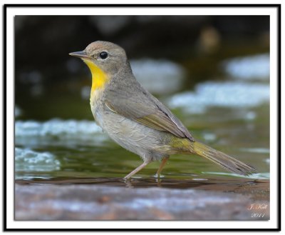 Common Yellowthroat