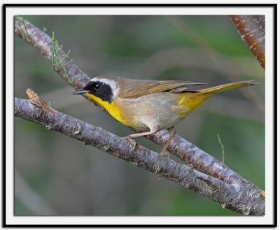 Common Yellowthroat