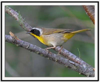 Common Yellowthroat