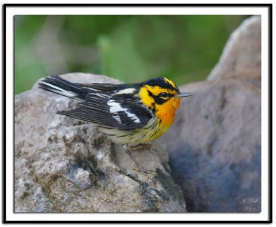 Blackburnian Warbler