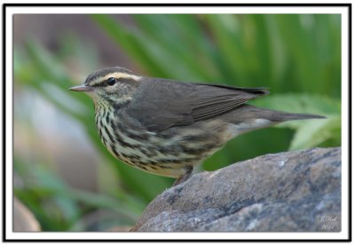 Northern Waterthrush