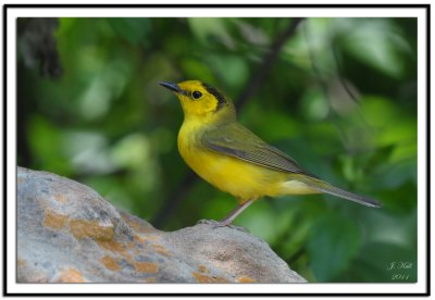 Hooded Warbler