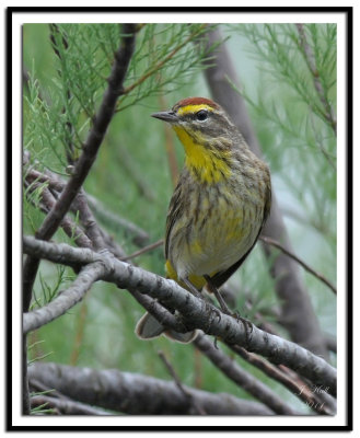 Palm Warbler