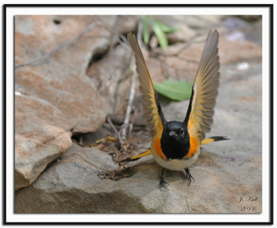 American Redstart