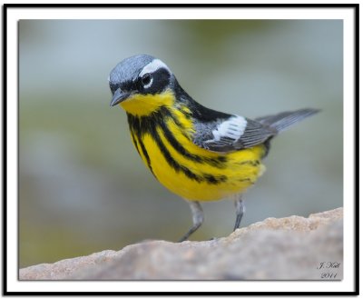 Magnolia Warbler