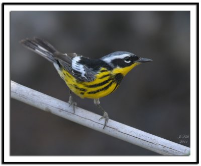 Magnolia Warbler