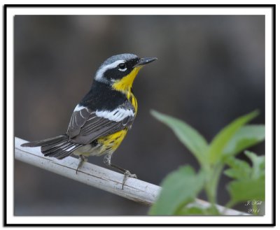 Magnolia Warbler