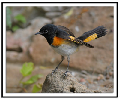 American Redstart