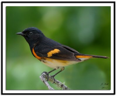 American Redstart