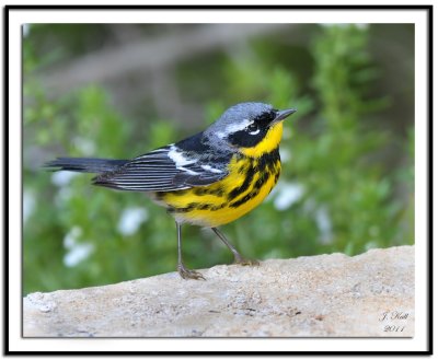 Magnolia Warbler