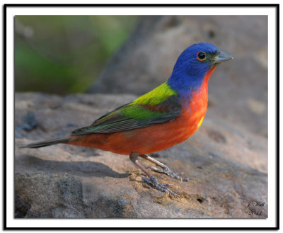 Painted Bunting