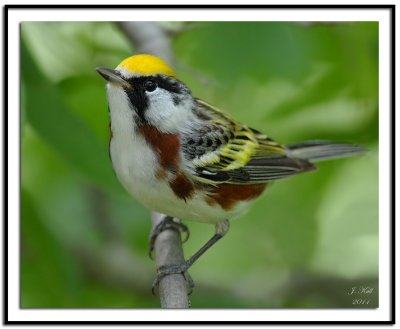 Chestnut-Sided Warbler