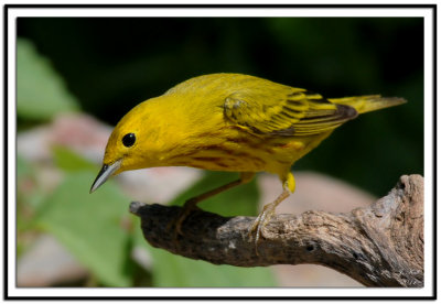 Yellow Warbler