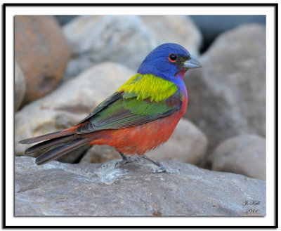 Painted Bunting