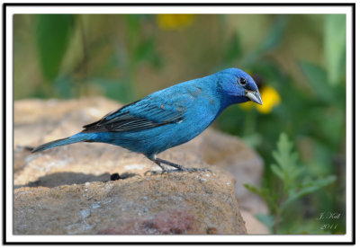 Indigo Bunting