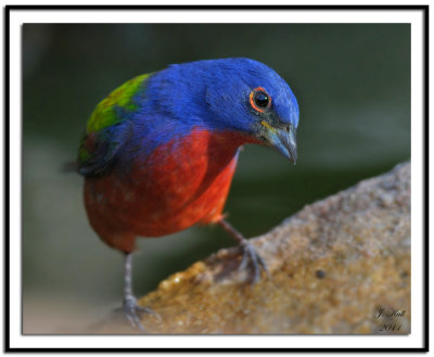 Painted Bunting