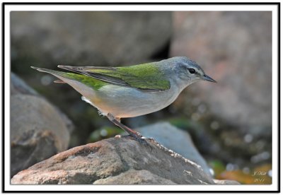 Tennesse Warbler