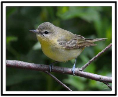 Philadelphia Vireo