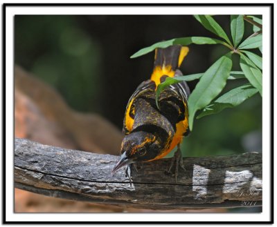 Baltimore Oriole