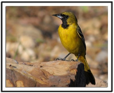 Orchard Oriole