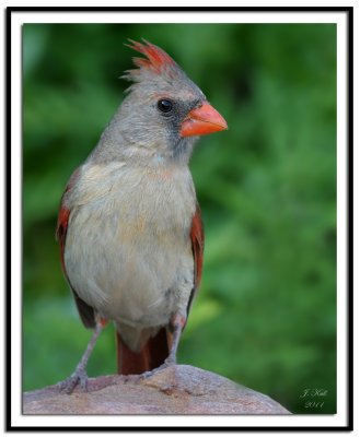 Northern Cardinal