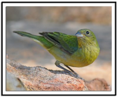 Painted Bunting