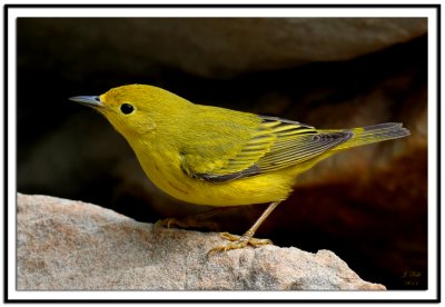 Yellow Warbler