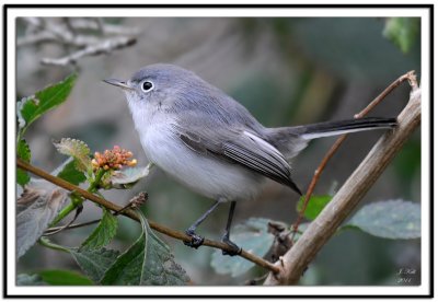 Flycatchers & Gnatcatchers