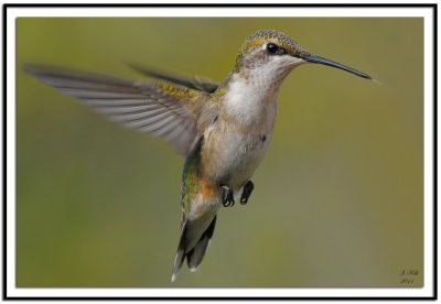 Ruby-throated Hummingbird